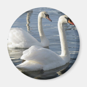 Aimant de réflexions de cygne