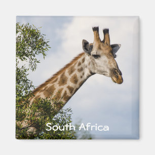Aimant de réfrigérateur de girafe - Afrique du Sud