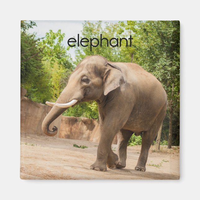 Aimant de réfrigérateur éléphant (Devant)