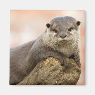Aimant de réfrigérateur Otter