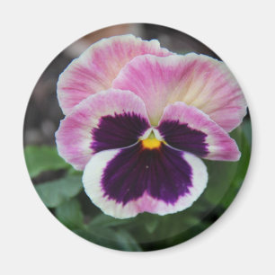 Aimant de réfrigération à pâte violet