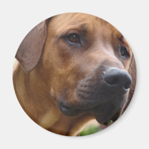 Aimant de Rhodesian Ridgeback
