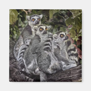Aimant de Ringtail de lémurs