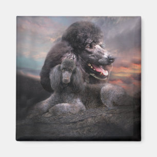 Aimant de roche de caniche