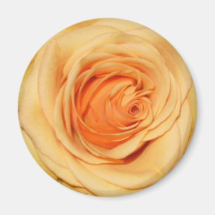 Aimant de rose jaune