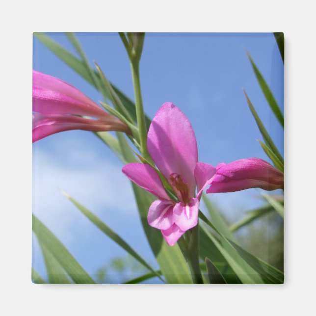 Aimant de scène rose (Devant)