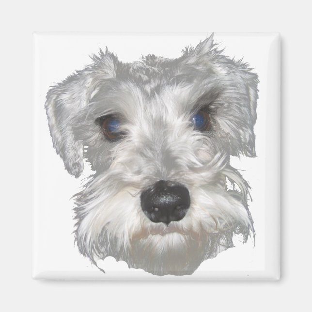 Aimant de schnauzer blanc (Devant)