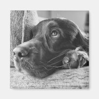 Aimant de Setter irlandais