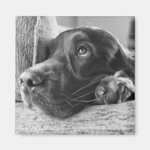 Aimant de Setter irlandais