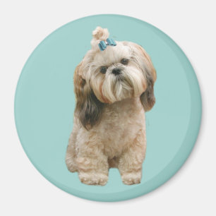 Aimant de Shih Tzu