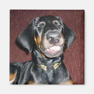Aimant de sourire de chiot de Pinscher de