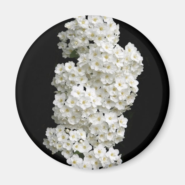 Aimant de Spirea Arguta (Devant)