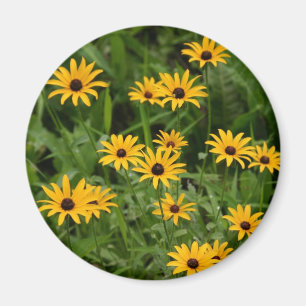 Aimant de Susans à oeil noir