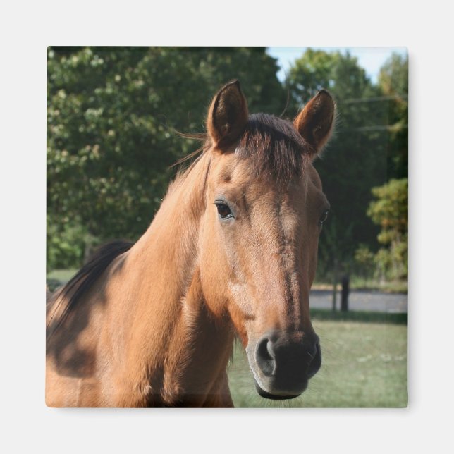 Aimant de tête de cheval (Devant)