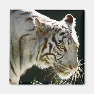Aimant de tigre blanc