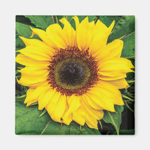 Aimant de tournesols d'amour