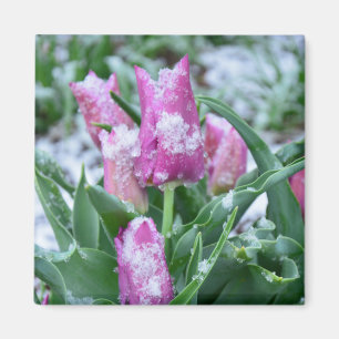 Aimant de tulipe de ressort