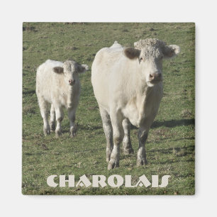Aimant de vache et de veau Charolais