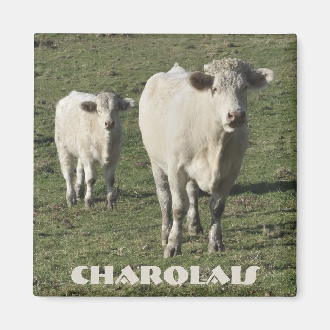 Aimant de vache et de veau Charolais (Devant)