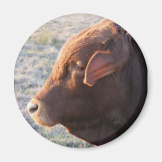Aimant de vache : Le taureau