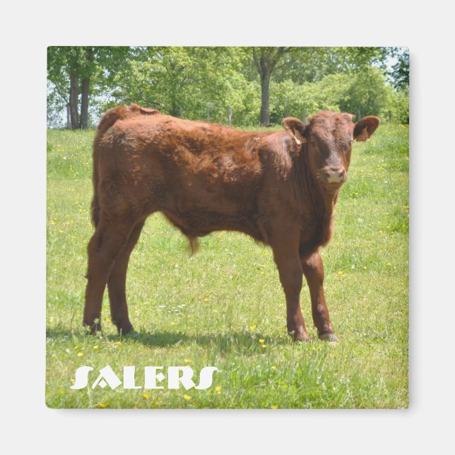 Aimant de veau (Devant)