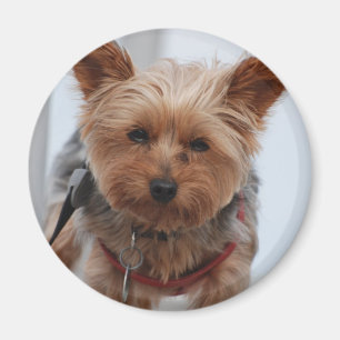 Aimant de Yorkie