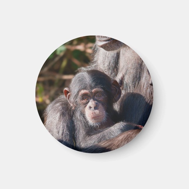 Aimant Débuts doux – L'amour des chimpanzés (Devant)