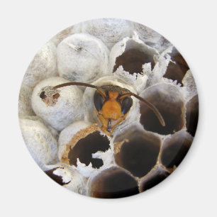 Aimant Déchets Émergents De L'Aimant De Nid