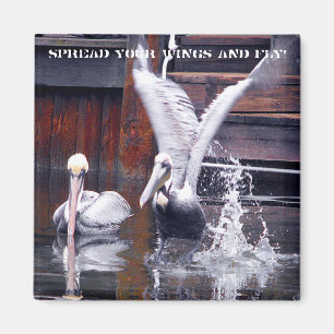 Aimant Décollage de pélican