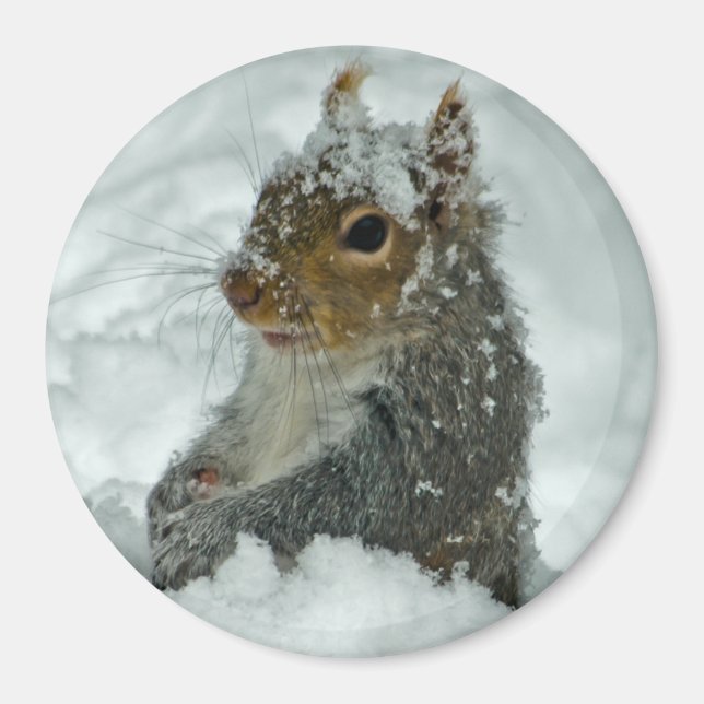 Aimant d'écureuil de neige (Devant)