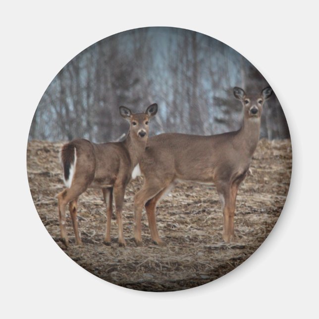 Aimant Deer_0337v (Devant)