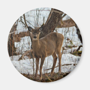 Aimant Deer_0373