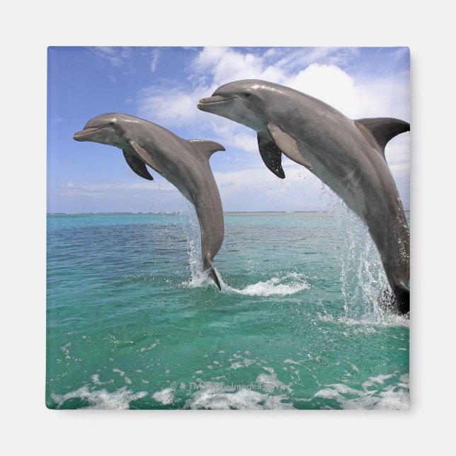 Aimant Delfin (Devant)