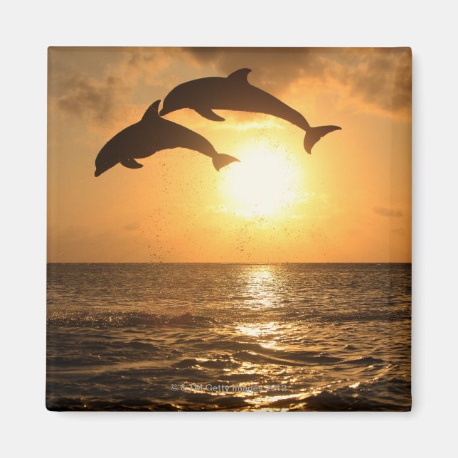 Aimant Delfin, Delphin, Grosser Tuemmler, Tursiops (Devant)