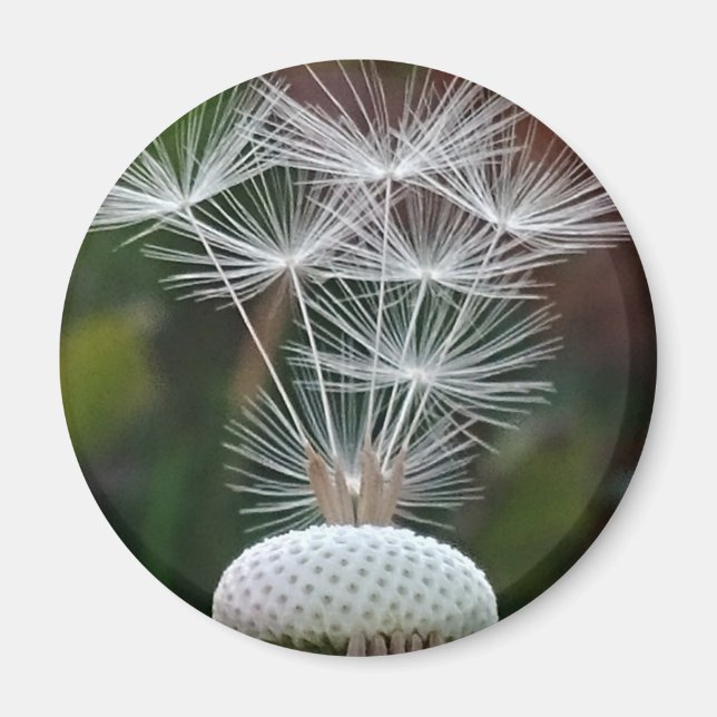 Aimant Delicate Dandelion Seeds  (Devant)