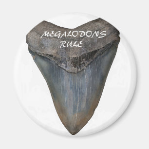 Aimant Dent de requin de Megalodon