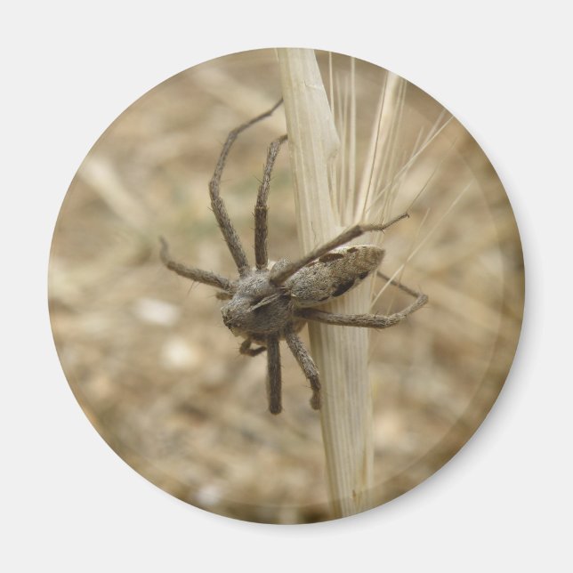 Aimant déplaisant à araignée (Devant)