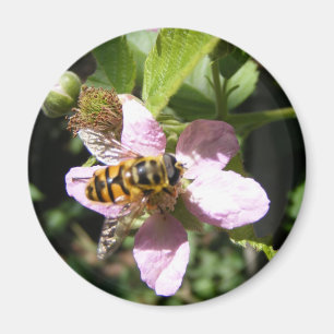 aimant des abeilles
