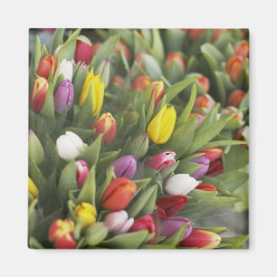 Aimant Des tas de tulipes colorées