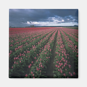 Aimant Des tulipes roses et rouges brillent sous un ciel 