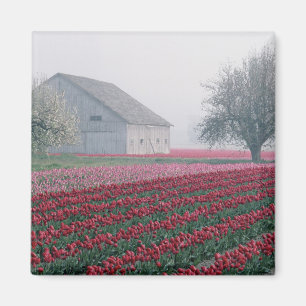 Aimant Des tulipes rouges et roses accueillent la journé