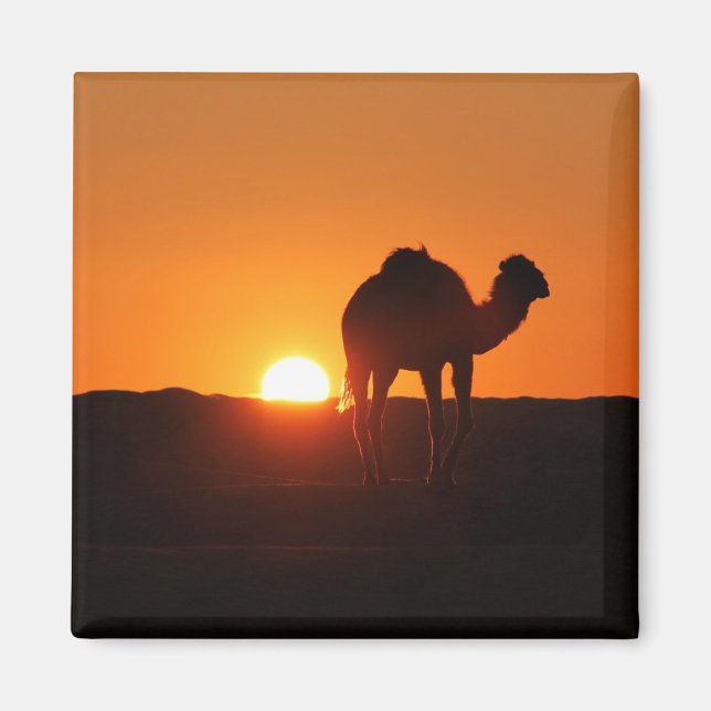 Aimant Désert tunisien, chameau au coucher du soleil (Devant)