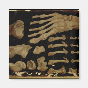 Aimant Dessin anatomique des os du pied