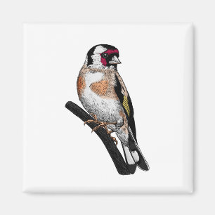 Aimant Dessin Goldfinch