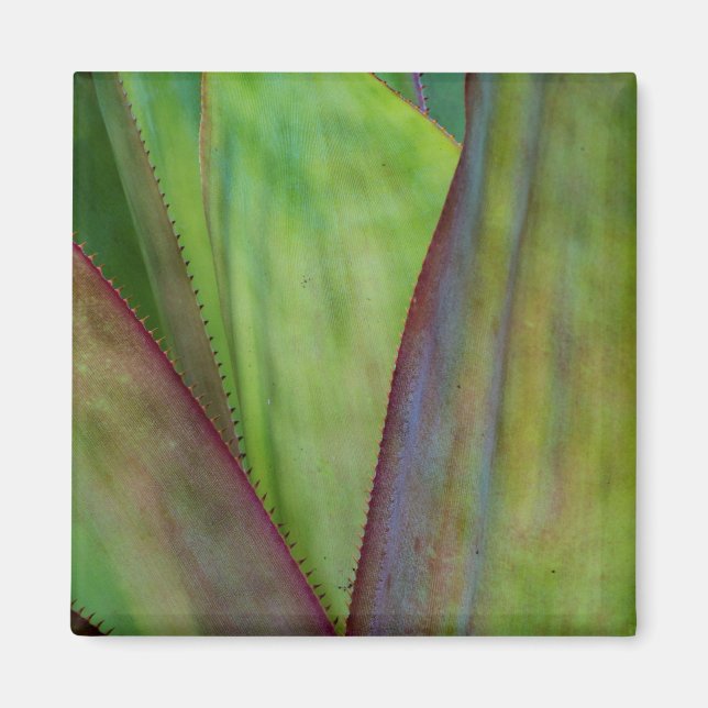 Aimant Détail d'Agave (Devant)