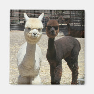 Aimant Deux Beaux Alpacas