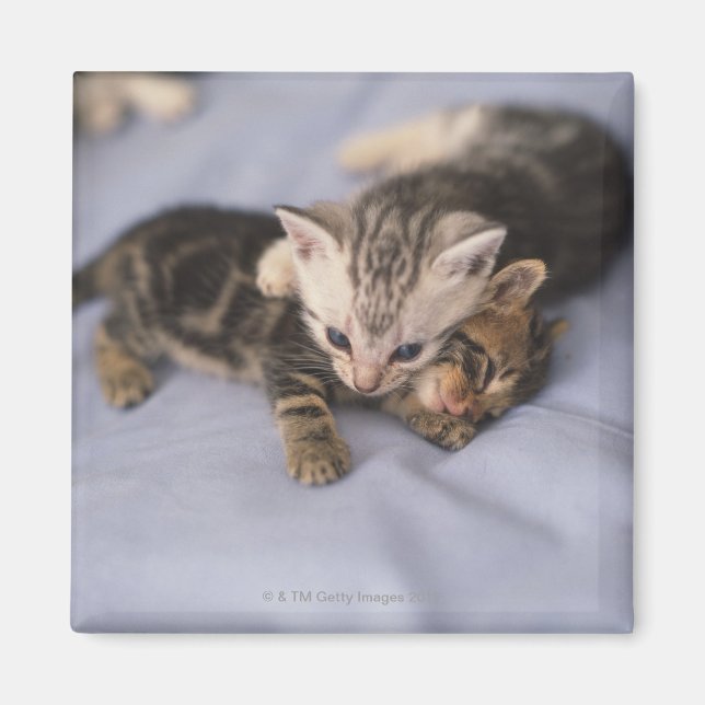 Aimant Deux chatons (Devant)