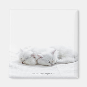 Aimant Deux chatons perse
