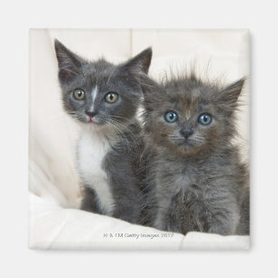 Aimant Deux chatons tigrés
