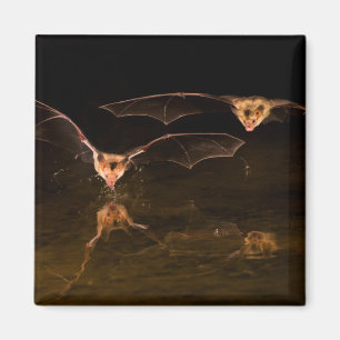 Aimant Deux chauves-souris survolant l'eau, Arizona